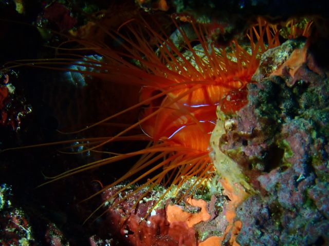 Electric Fileclam<br><span style='font-size:12px'><i>Dave & Rose</i>&nbsp&nbspPhilippines&nbsp&nbsp2nd May 2026</span>